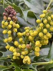 Berberis × hortensis