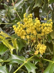 Berberis × hortensis