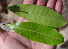 Buchanania arborescens