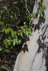 Backhousia tetraptera