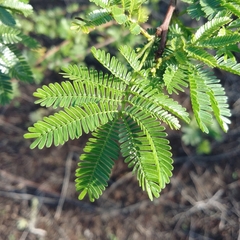 Mimosa tenuiflora