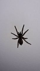 Dolichothele exilis