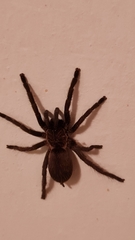 Dolichothele exilis