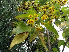 Smallanthus pyramidalis