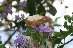 Synargis nymphidioides