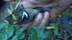 Anthipes monileger monileger