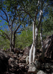 Backhousia tetraptera