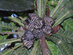 Vampyriscus bidens