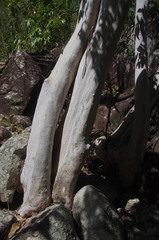 Backhousia tetraptera