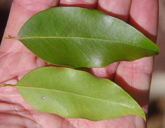 Backhousia tetraptera