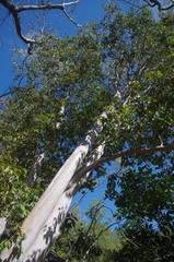 Backhousia tetraptera