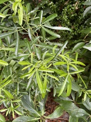 Choisya ×dewitteana