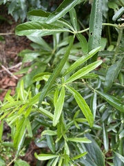 Choisya ×dewitteana