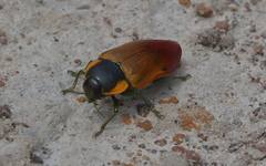 Temognatha variabilis