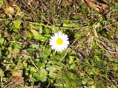 Bellis perennis