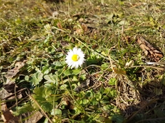 Bellis perennis