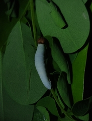 Gerosis bhagava