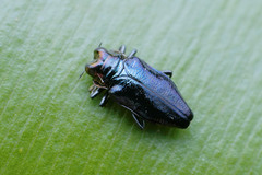 Agrilinae