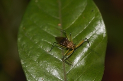 Ploeogaster