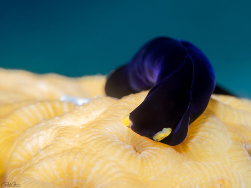 Yellow Lip Shield Slug