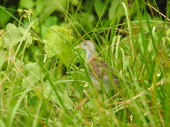 Porphyrio flavirostris