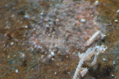 Entoprocta