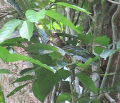 Cranioleuca gutturata