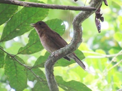 Turdus hauxwelli