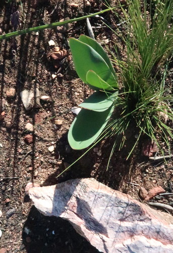 Image of Brunsvigia josephinae by no rights reserved