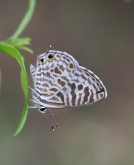 Leptotes plinius