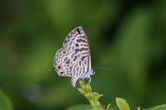 Leptotes plinius