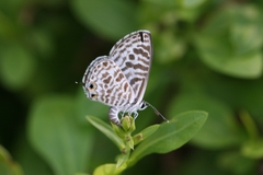Leptotes plinius