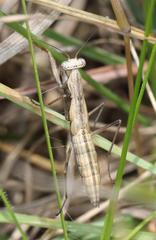 Chroicopteridae
