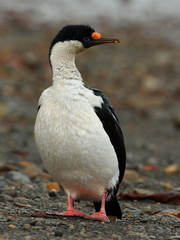 Leucocarbo georgianus