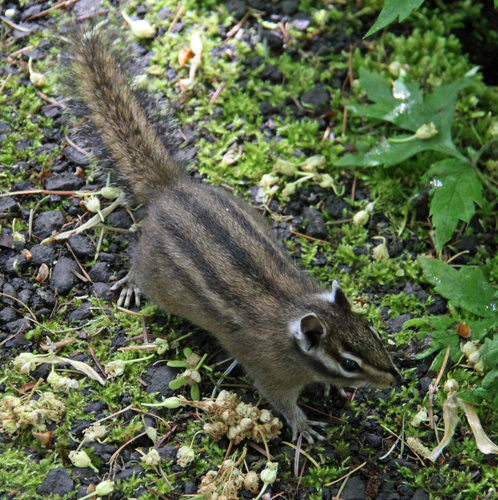 Townsend's Chipmunk