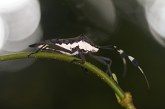 Molchina hopei