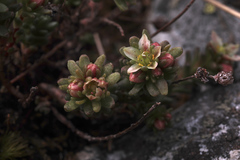 Sedum tenellum