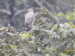 Buteogallus schistaceus