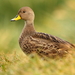 Yellow-billed Pintail - Photo (c) markus lilje, some rights reserved (CC BY-NC-ND), uploaded by markus lilje