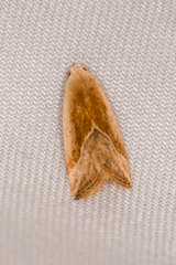 Micrathetis dasarada