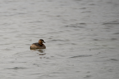 Tachybaptus ruficollis poggei
