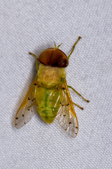 Chlorotabanus