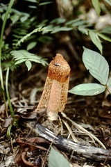 Phallus haitangensis