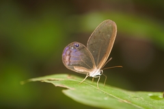 Cithaerias andromeda