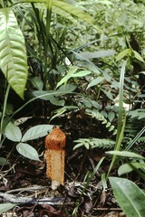 Phallus haitangensis
