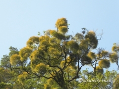 Viscum liquidambaricola