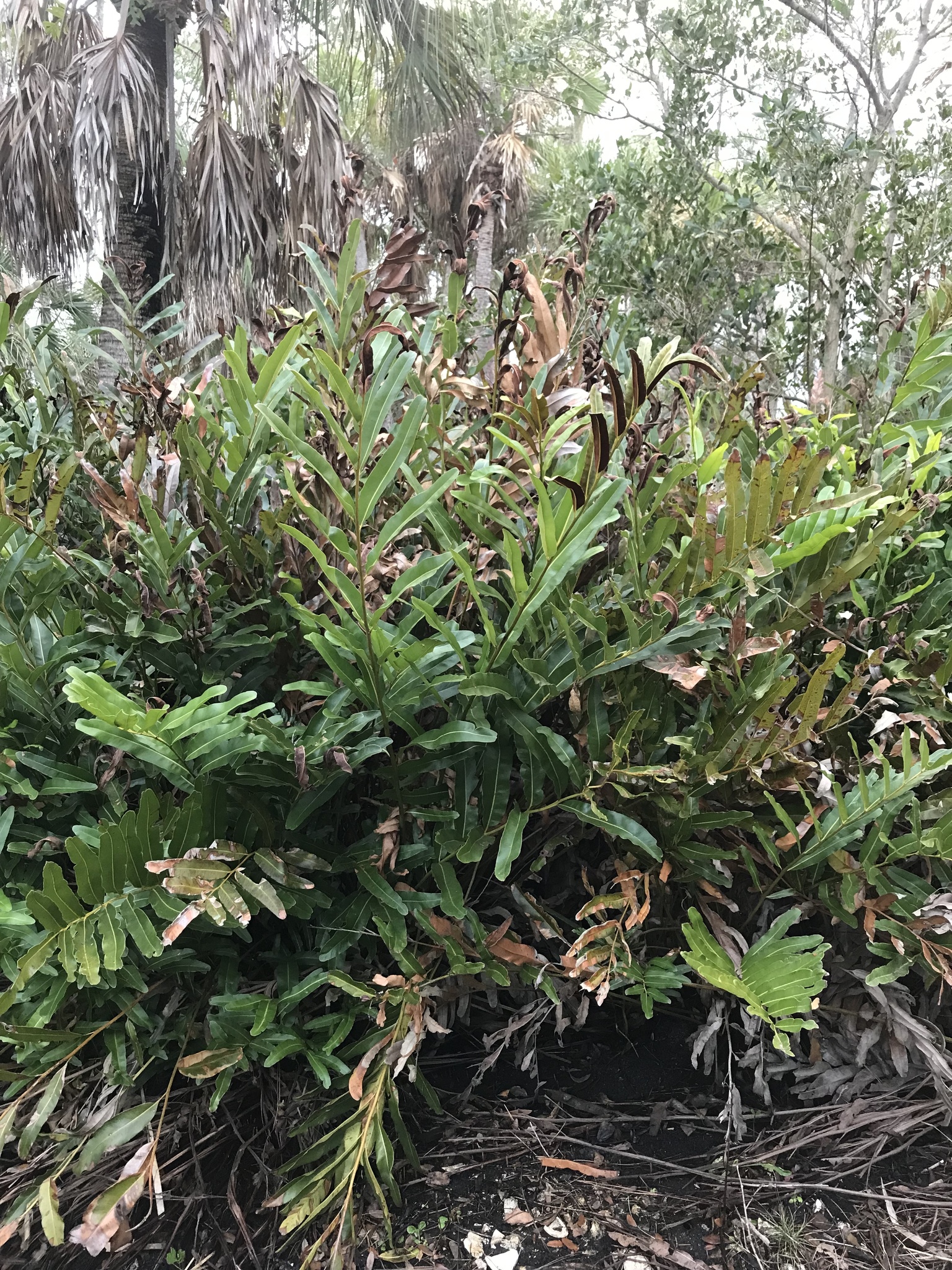 Acrostichum aureum L.