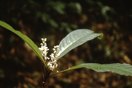 Coleostachys