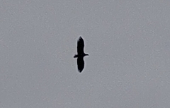 Haliaeetus albicilla