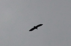 Haliaeetus albicilla